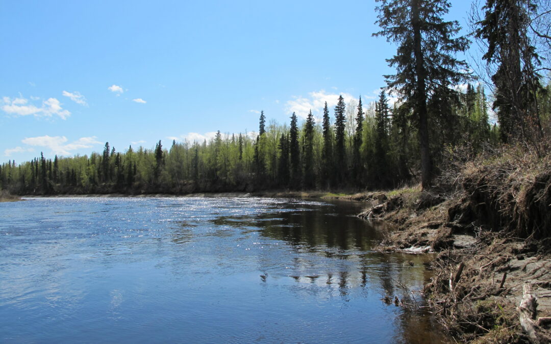 Take Action: Wild Salmon Need Water