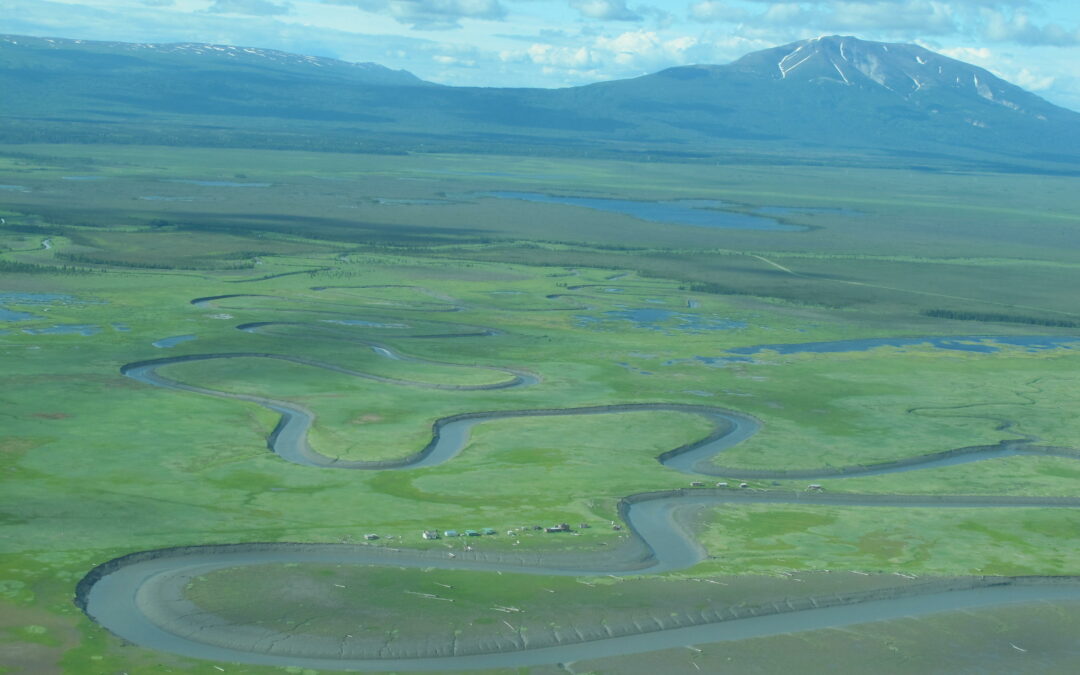 Warm Winters bring Unwelcomed Aphids
