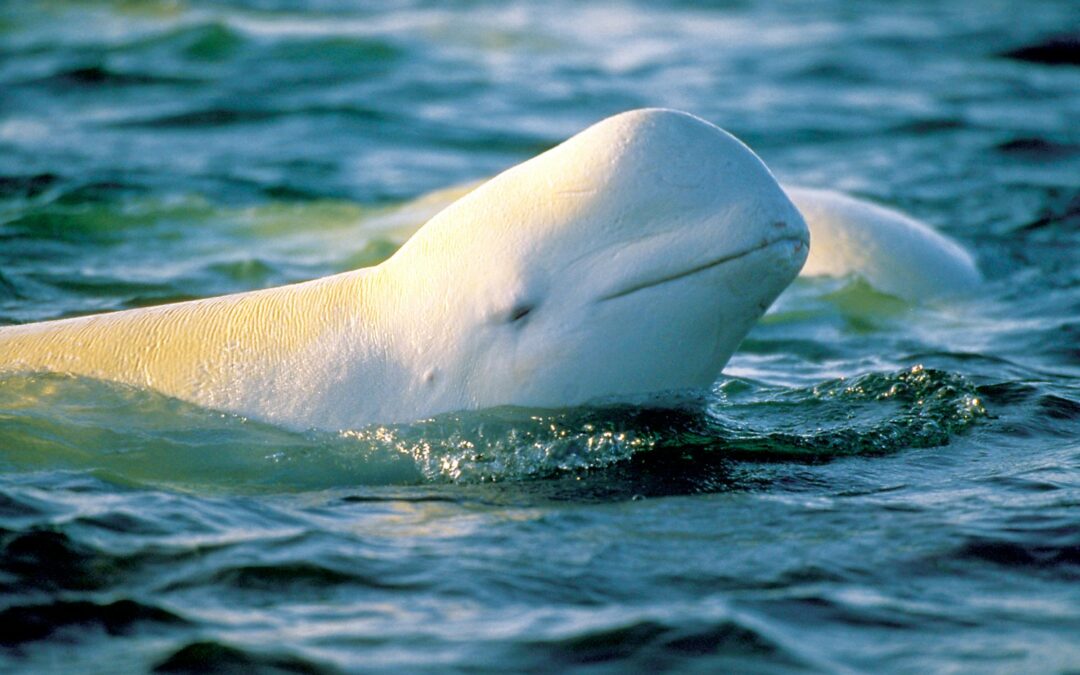 ALASKANS CALL FOR STOP TO  TOXIC OIL DUMPING IN COOK INLET