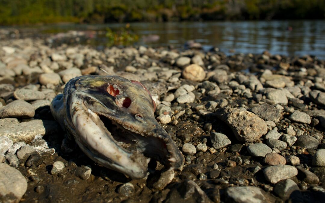 Fish Should Not Be Controversial