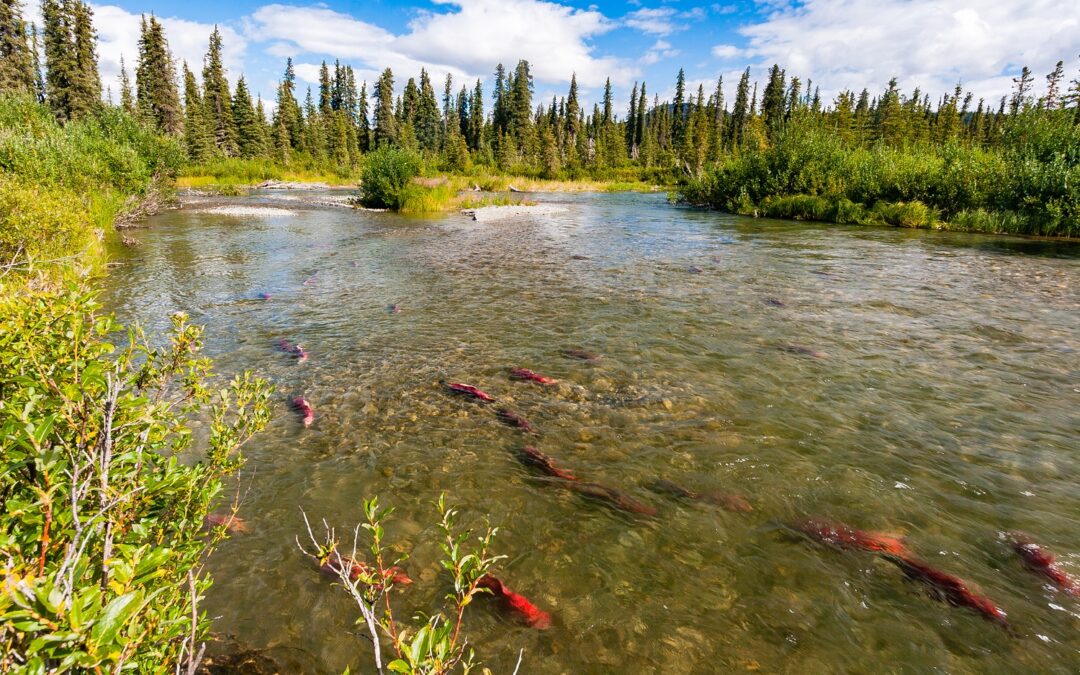 Politics, not Science, Define Alaska’s Permitting Process