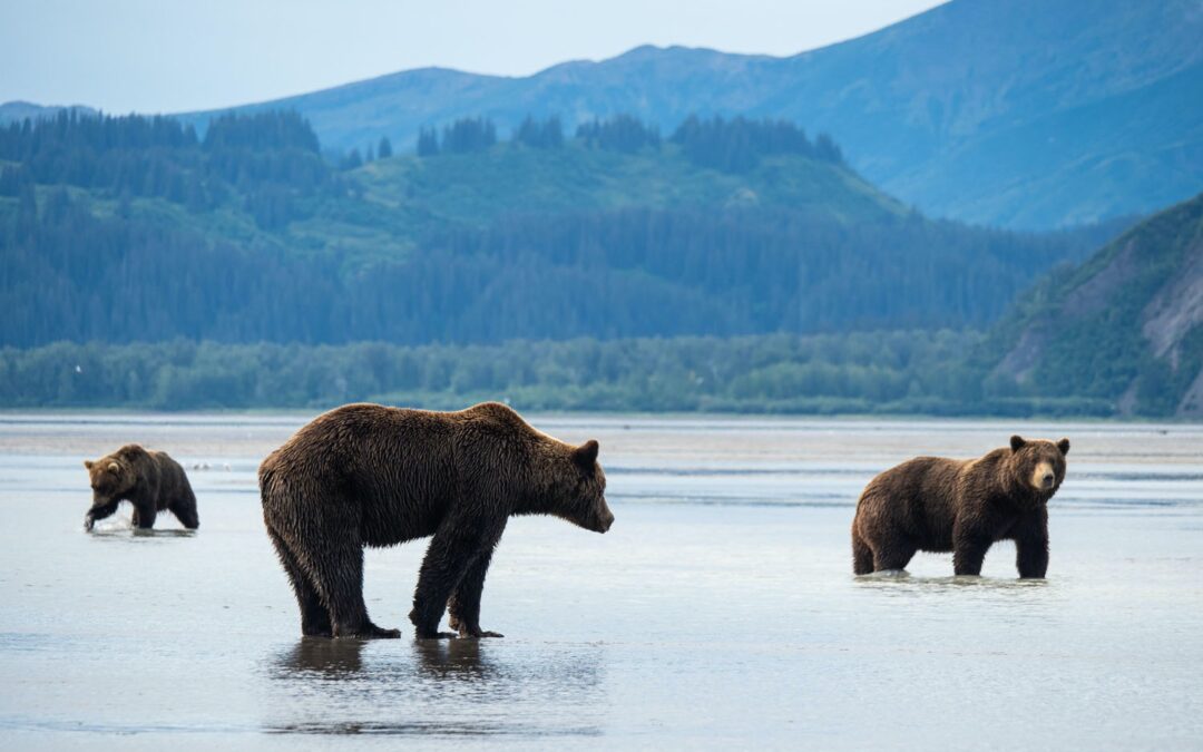 Make Your Voice Heard for the Inlet!