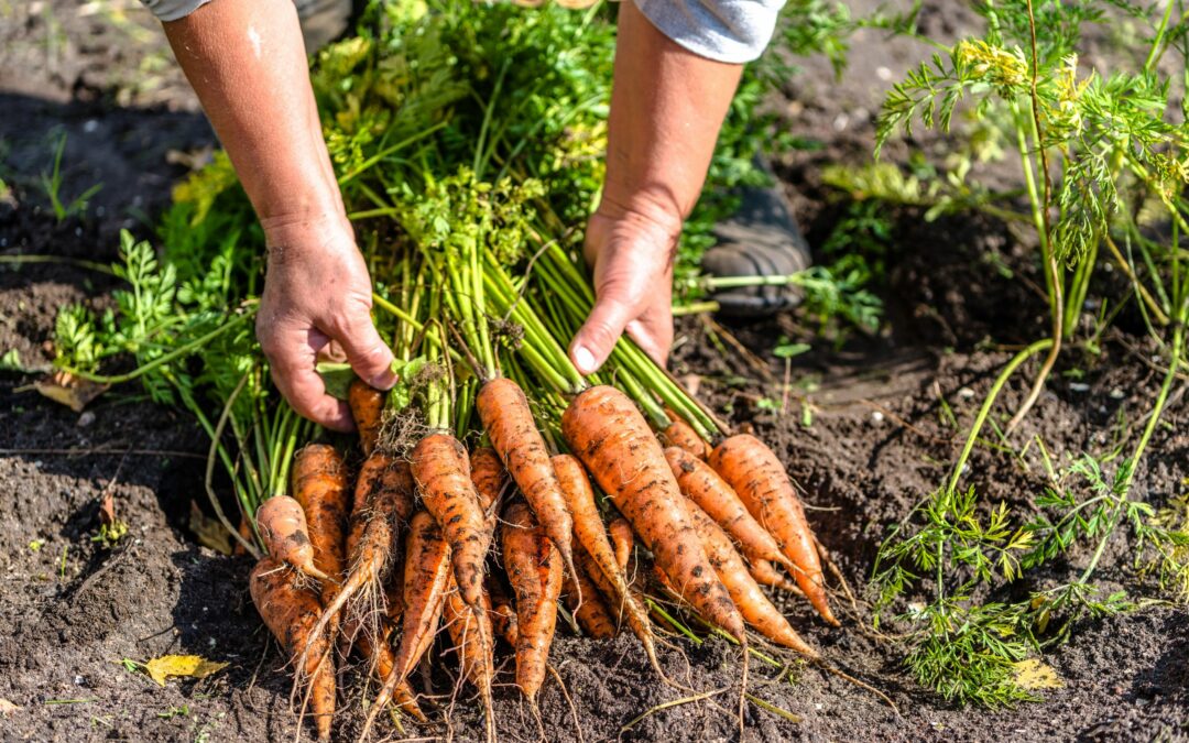 The Future of Food: Prioritizing Local and Sustainable