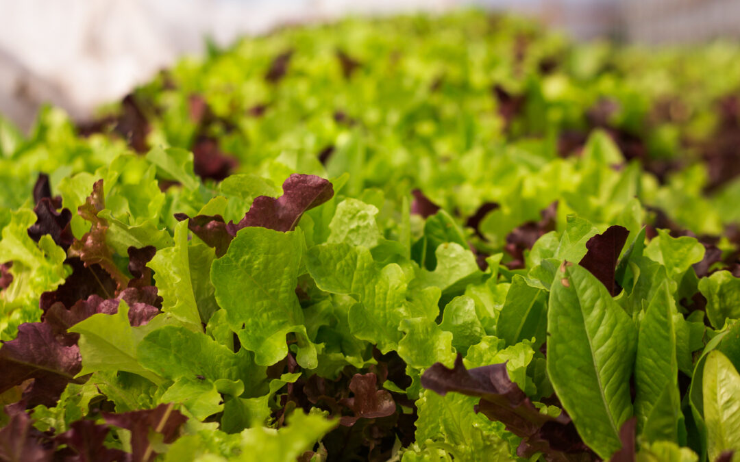 In Pursuit of a Better Alaska Food System for All