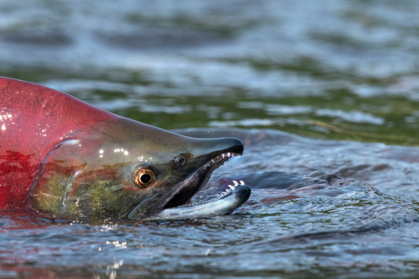 Cook-Inlet-Lake-Clark-National-Park-and-Preserve
