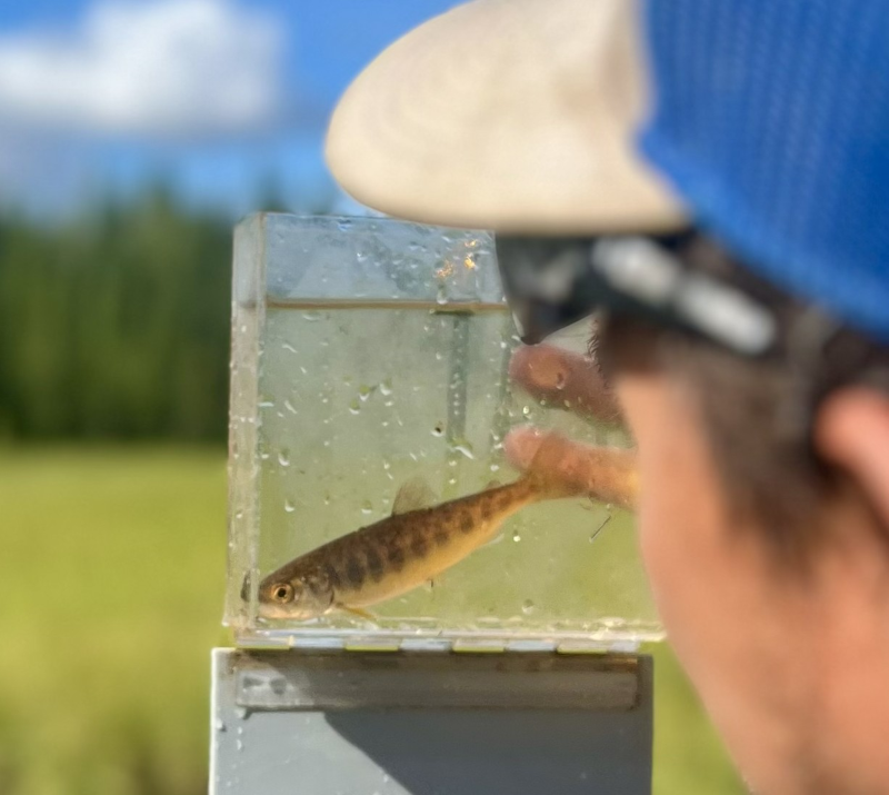 Salmon fry